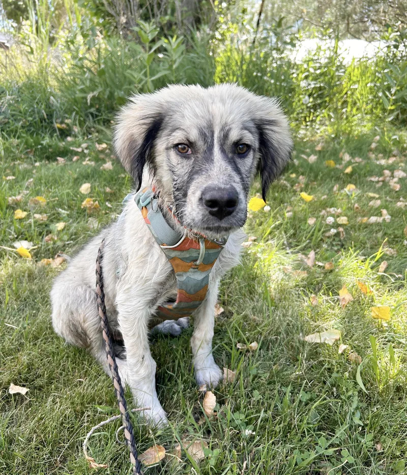 A young large-sized male Gray / Blue / Silver Anatolian Shepherd dog named Harlow for adoption in Durango, CO