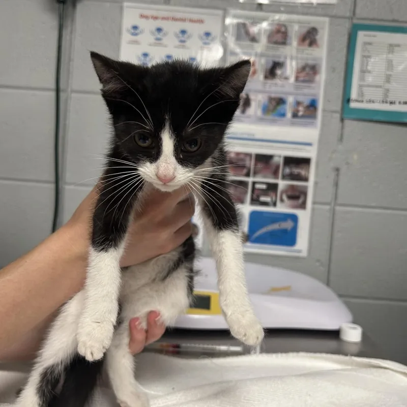 A baby small-sized female Black Domestic Short Hair cat named Candy for adoption in West Olive, MI