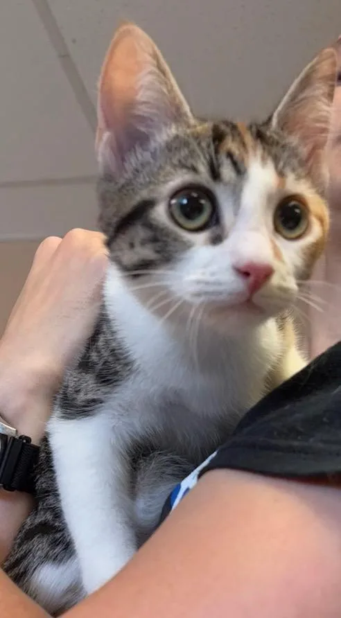A baby small-sized female Domestic Short Hair cat named Lexus for adoption in Maumelle, AR
