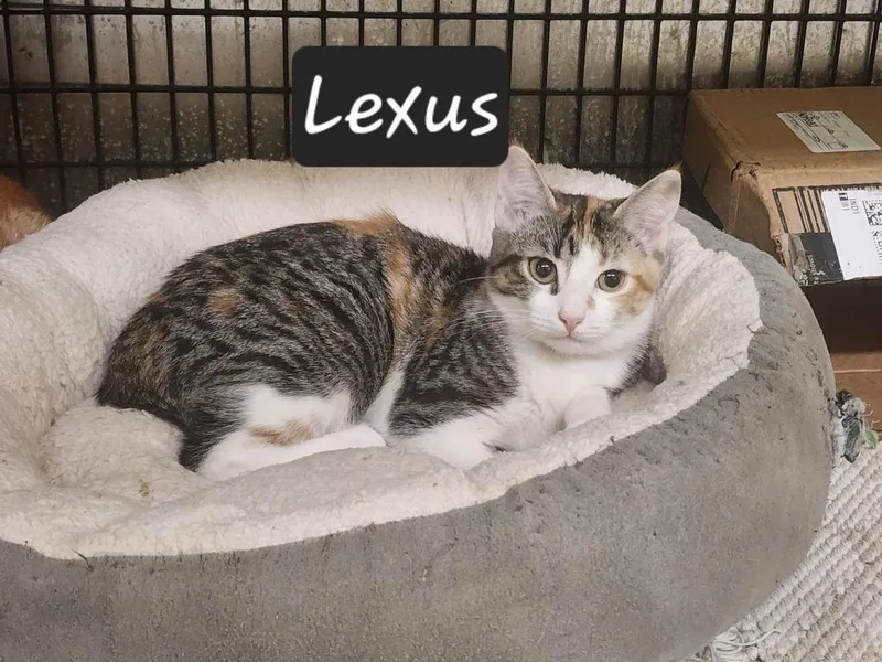Lexus thumbnail 2
