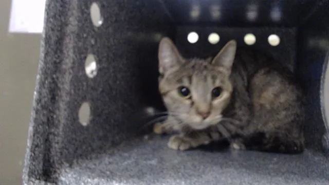 An adult small-sized female Domestic Short Hair cat named Princess for adoption in Denver, CO