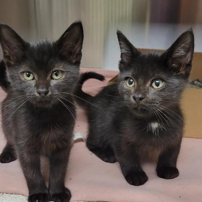 A baby small-sized female Domestic Short Hair cat named Boingo for adoption in Milan, IL