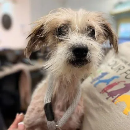 An adult small-sized male Terrier dog named Smirf for adoption in Philadelphia, PA