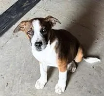 A baby medium-sized male Tricolor (Brown, Black, & White) Terrier dog named Toby for adoption in Paris, KY