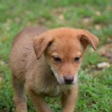 A baby small-sized male Apricot / Beige Australian Shepherd dog named Half Baked for adoption in Jersey City, NJ