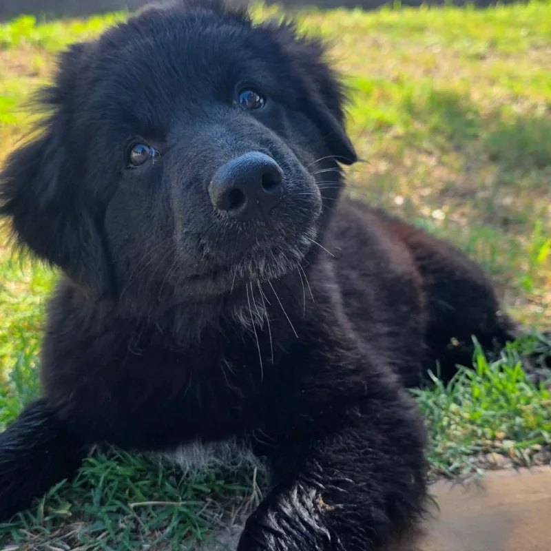 A baby small-sized female Mixed Breed dog named Mookie for adoption in Oxford, ME