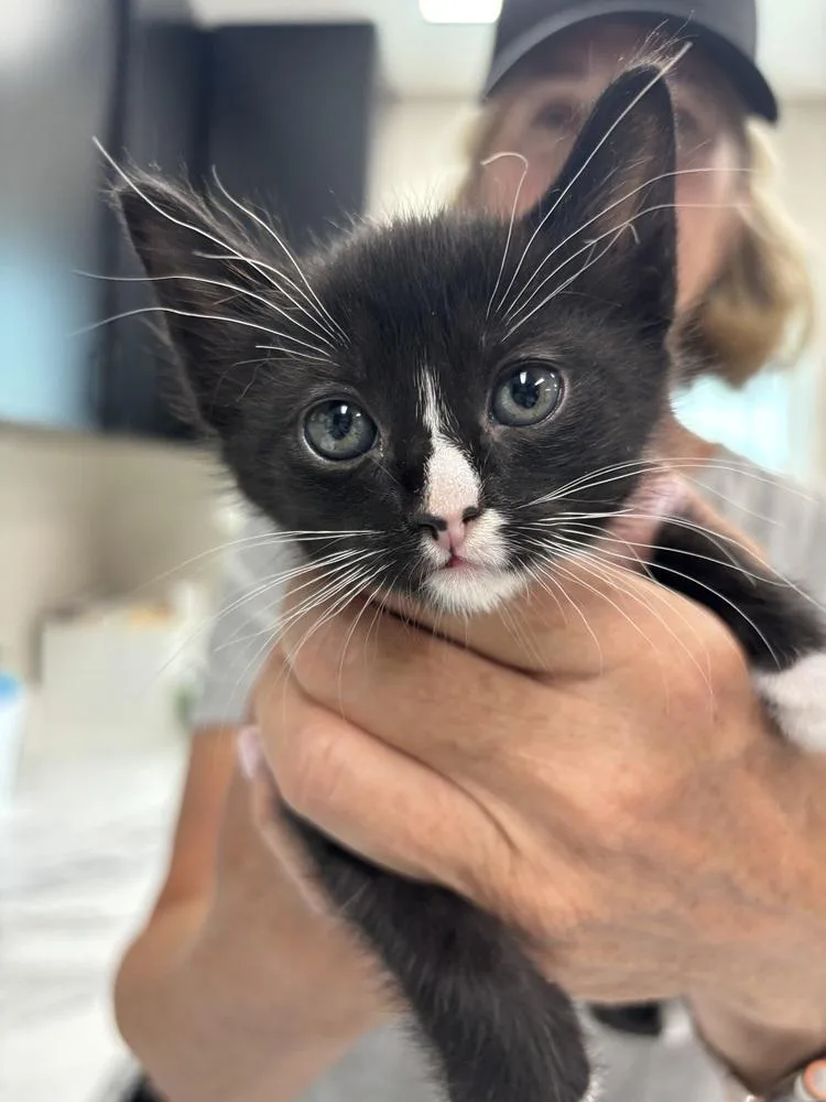 A baby small-sized female Black & White / Tuxedo Domestic Short Hair cat named Samantha for adoption in Dallas, TX