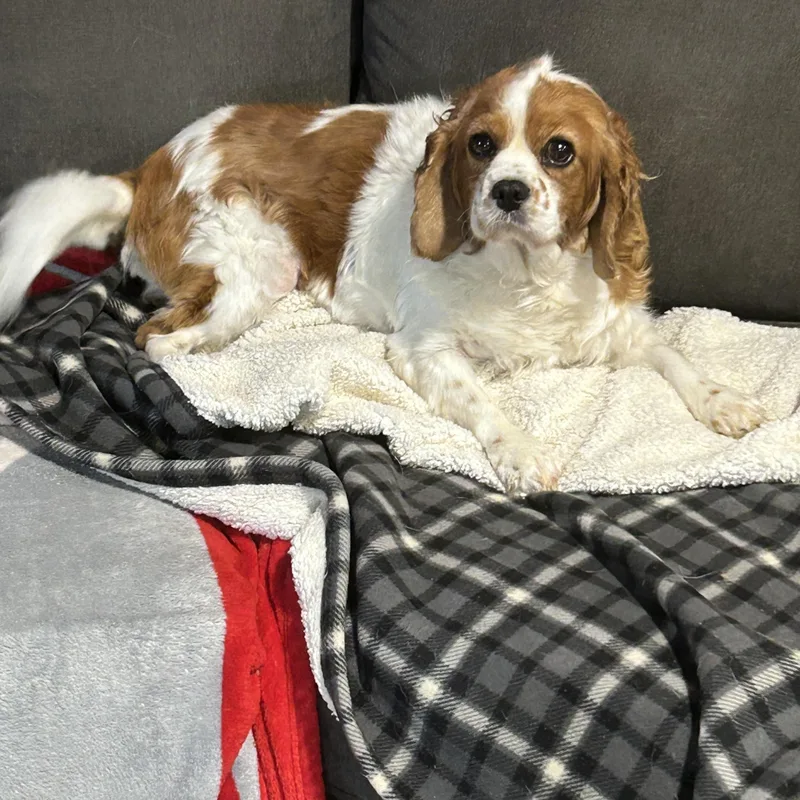 Couch Katie