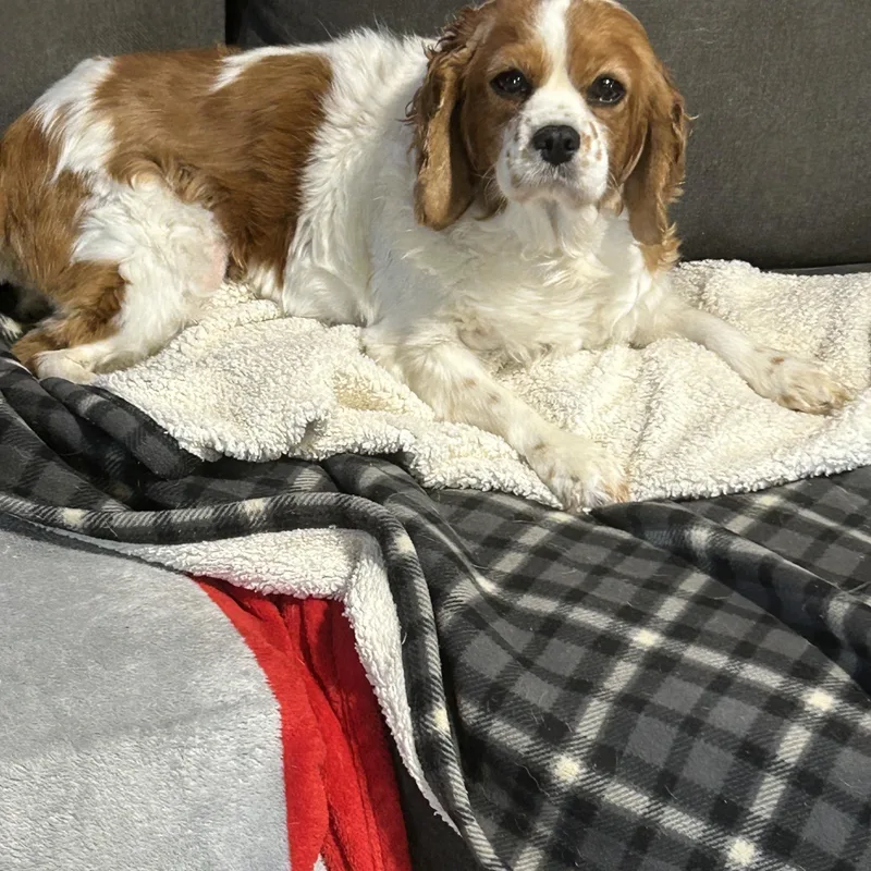 Couch Katie thumbnail 2
