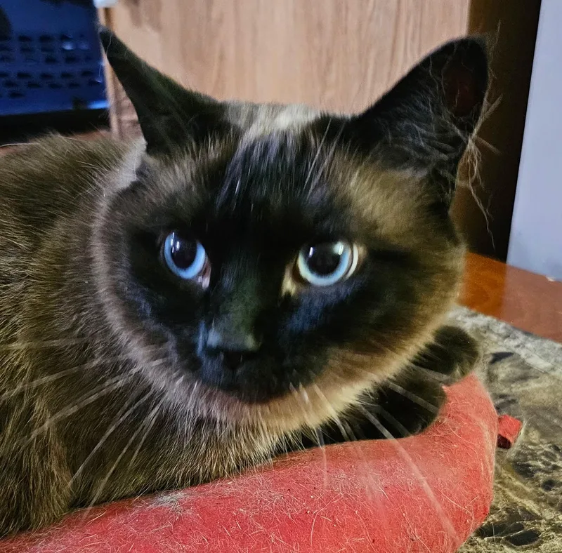 Amber thumbnail 3