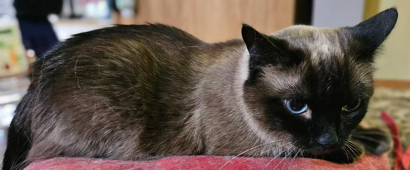 Amber thumbnail 6