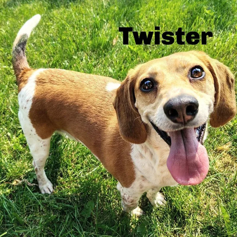 An adult small-sized male Yellow / Tan / Blond / Fawn Mixed Breed dog named Twister for adoption in Escanaba, MI