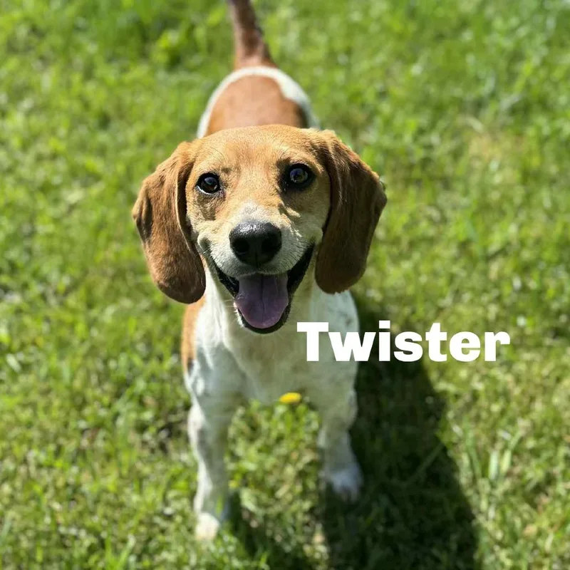 Twister thumbnail 2