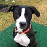 An adult medium-sized female Black Pit Bull Terrier dog named Maeve for adoption in Potsdam, NY