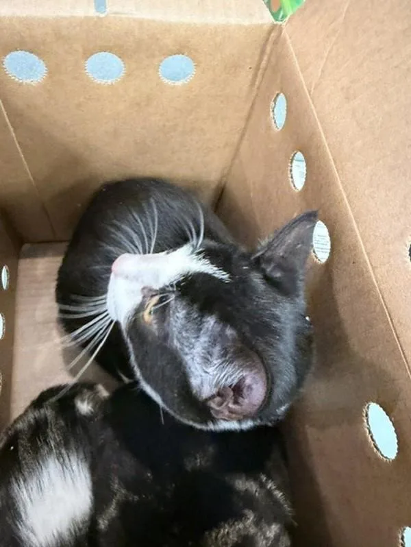 A baby small-sized male Domestic Short Hair cat named Blackbeard for adoption in Virginia Beach, VA