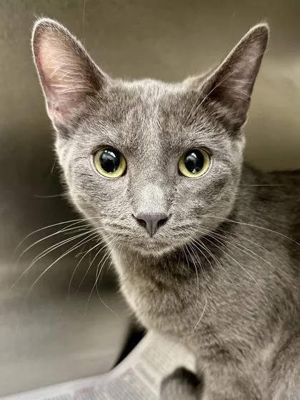 Grayboy