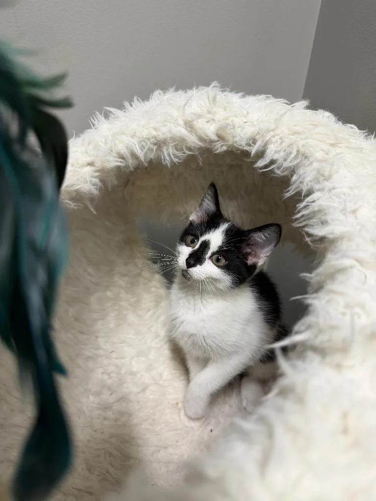 A baby medium-sized female Domestic Short Hair cat named Rosemary for adoption in Pierceton, IN