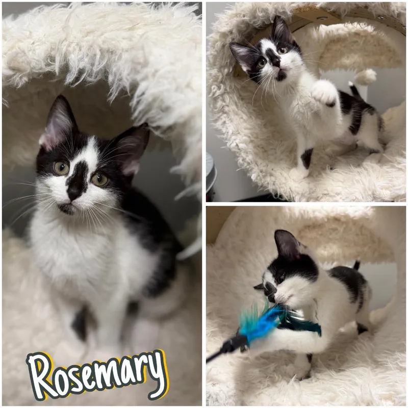 Rosemary thumbnail 4