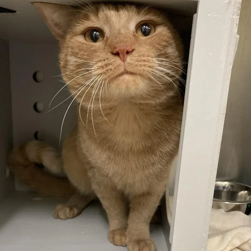 An adult medium-sized male Tabby (Orange / Red) Domestic Short Hair cat named Angry Bird for adoption in Prince Frederick, MD