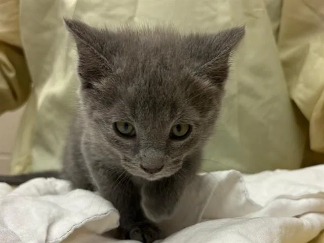 A baby small-sized male Domestic Short Hair cat named Will Turner for adoption in Colorado Springs, CO