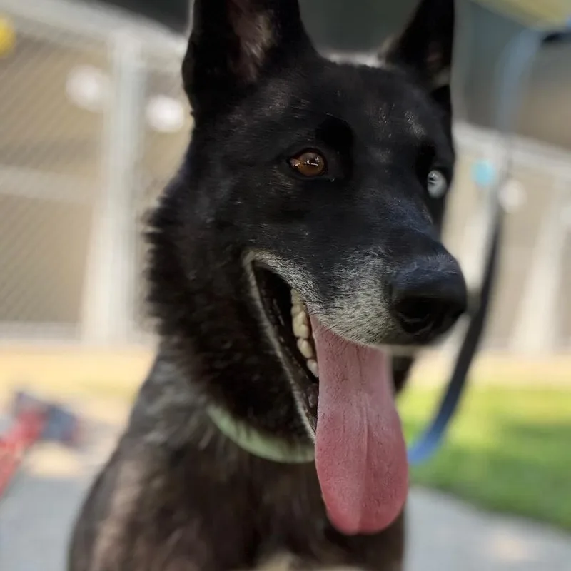 A young medium-sized female Husky dog named Aayla for adoption in Pekin, IL