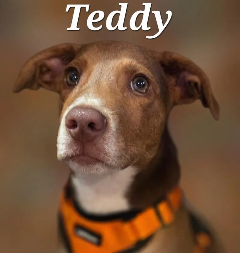 Teddy