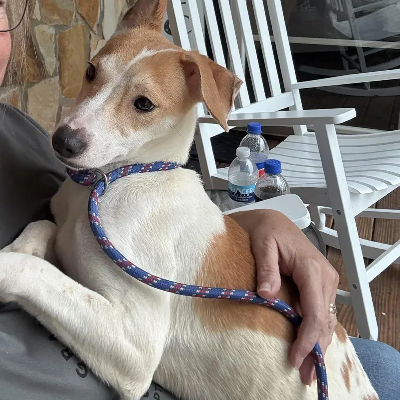 A young small-sized male Yellow / Tan / Blond / Fawn Shiba Inu dog named Earth for adoption in Dixon, IL