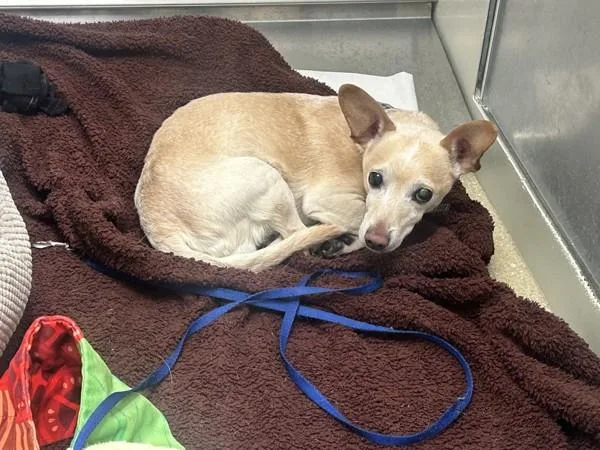 A senior small-sized male Chihuahua dog named Budy for adoption in Oceanside, CA