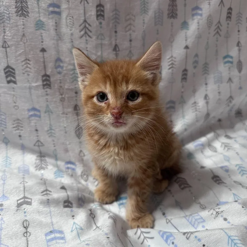 A baby small-sized male Orange / Red Domestic Short Hair cat named Mochi for adoption in Valdosta , GA