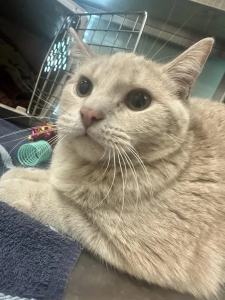A young medium-sized male Domestic Short Hair cat named Spaghetti Pete for adoption in Stratham, NH