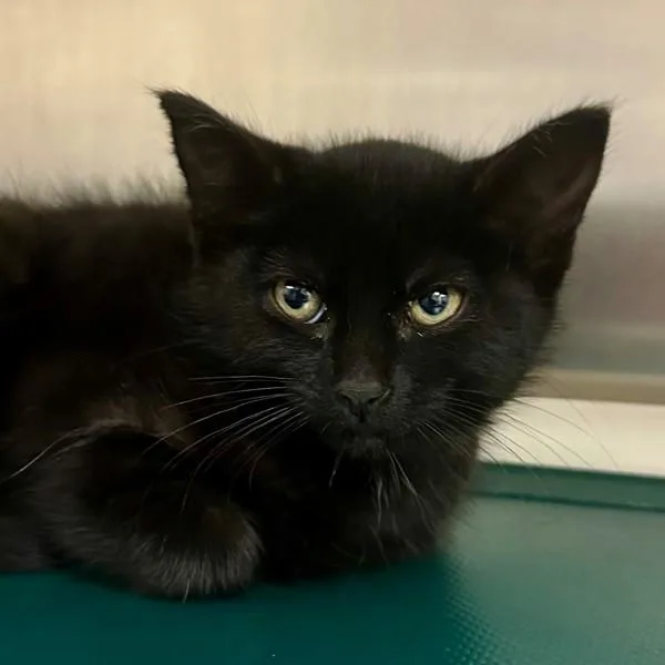 A baby small-sized female Domestic Short Hair cat named Nickle for adoption in Walnut Creek, CA