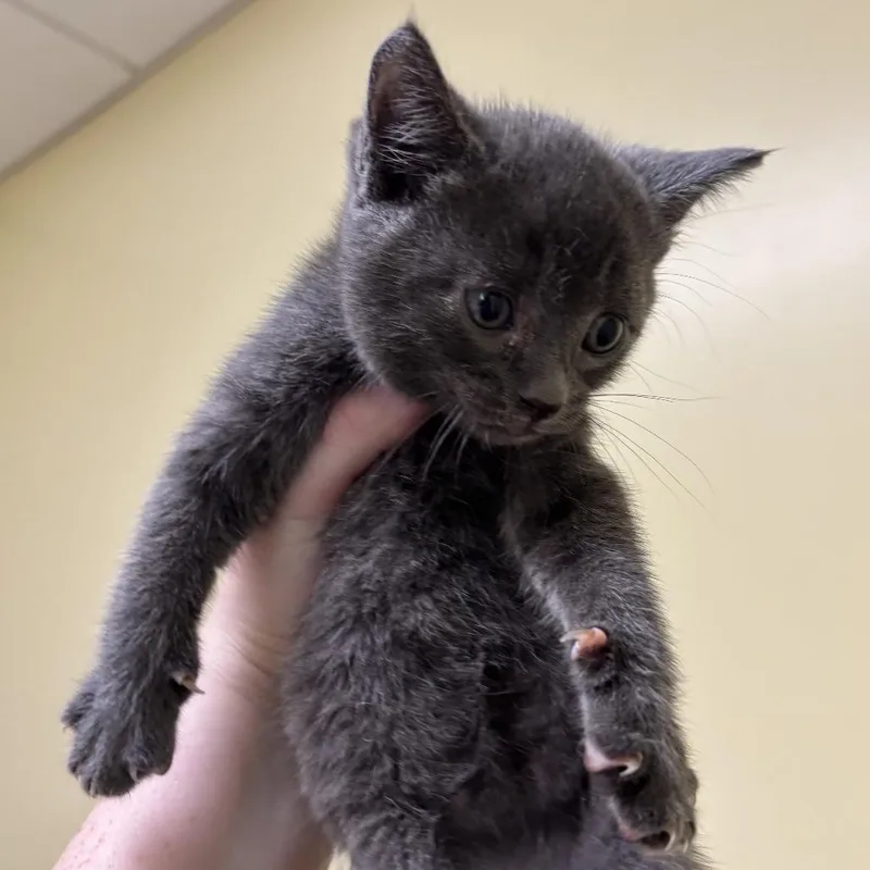 A baby small-sized male Domestic Short Hair cat named Tiger for adoption in Wilmington, DE