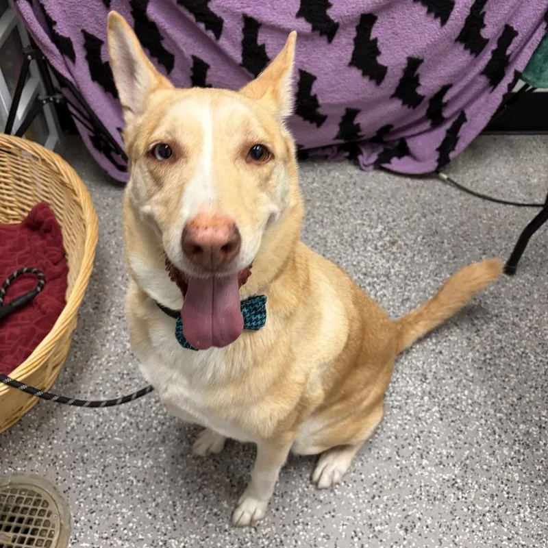 A senior large-sized male Brown / Chocolate Husky dog named Louie for adoption in Henderson, NV