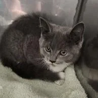 A baby small-sized male Domestic Short Hair cat named Grey Gargoyle for adoption in Fishers, IN