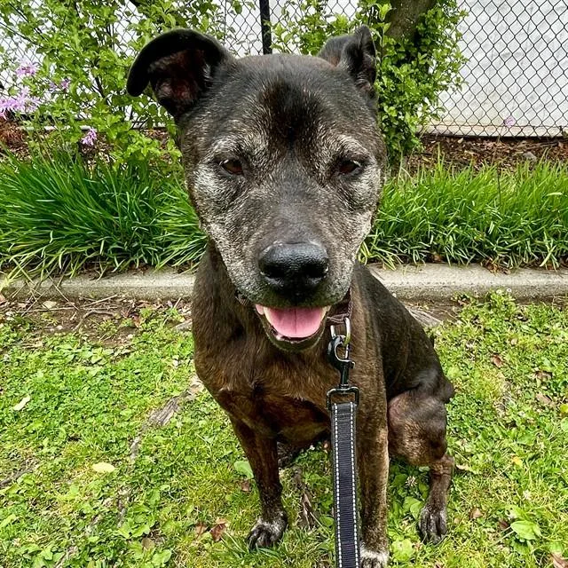 A senior large-sized male Staffordshire Bull Terrier dog named Gambit for adoption in Alameda, CA