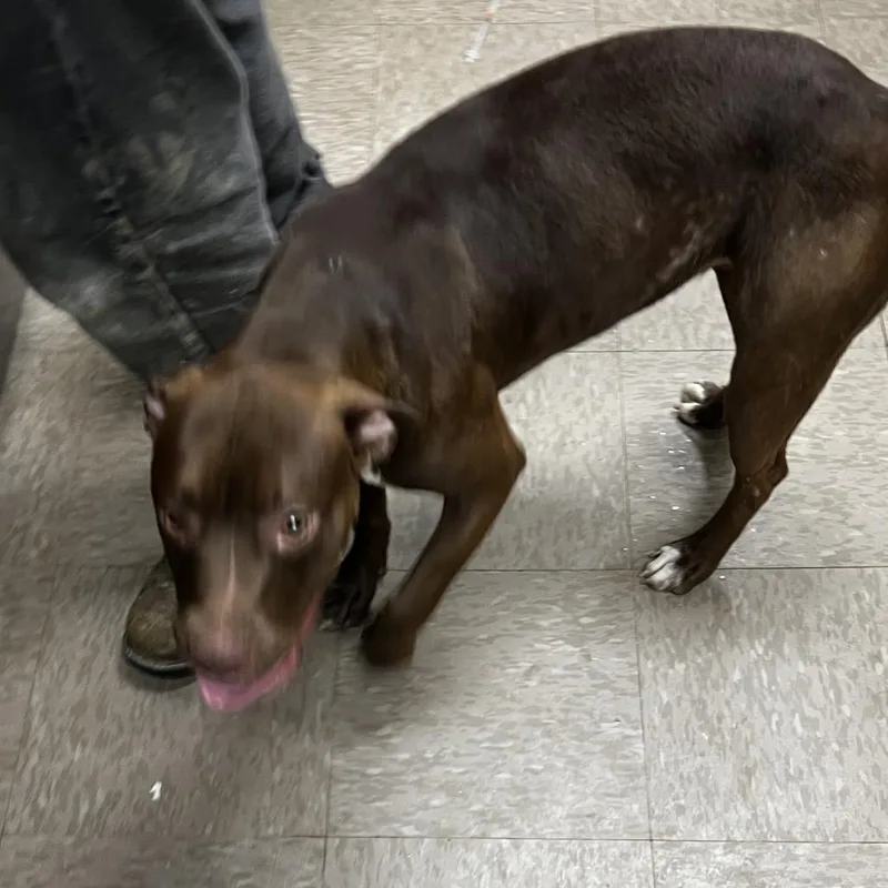 A young medium-sized female Brown / Chocolate Pit Bull Terrier dog named Princess Blossom for adoption in Birmingham, AL