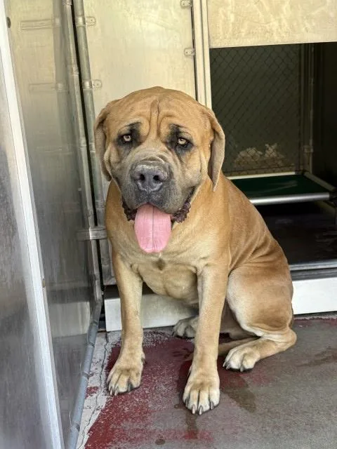 An adult extra large-sized male Bullmastiff dog named Hercules for adoption in Redlands, CA