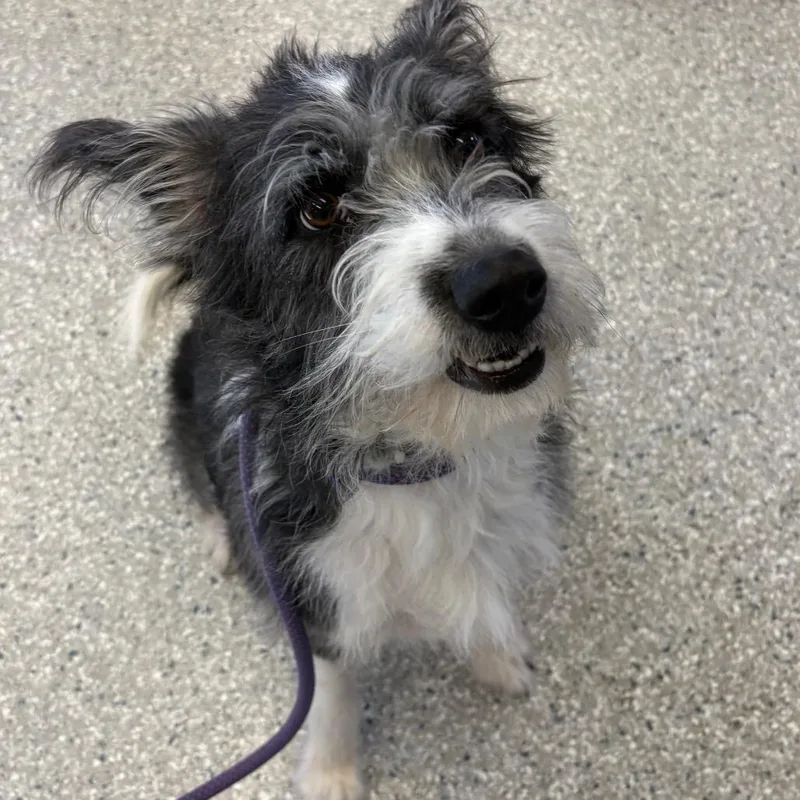 An adult medium-sized female Gray / Blue / Silver Terrier dog named Maisie for adoption in Manhattan, KS