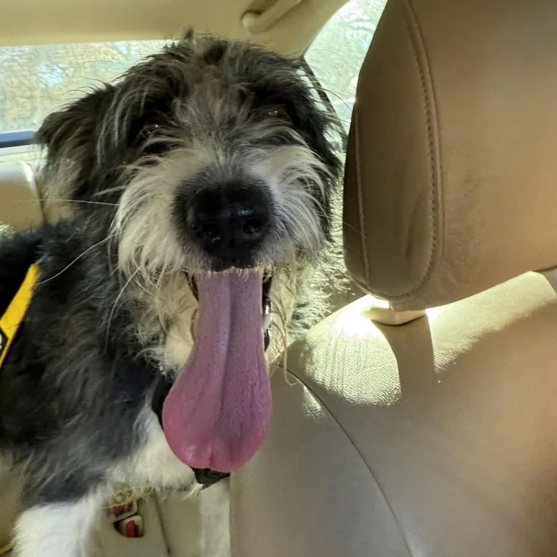 Maisie thumbnail 2
