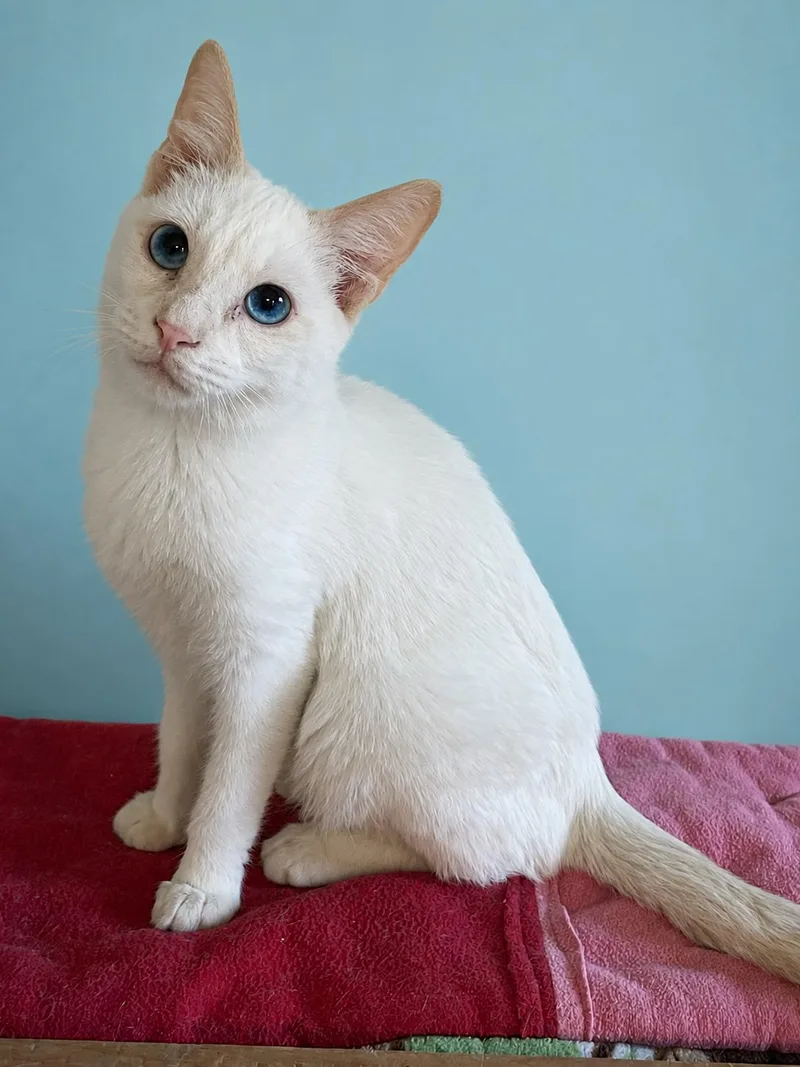 A baby medium-sized male Buff & White Domestic Short Hair cat named Louis for adoption in Lacon, IL