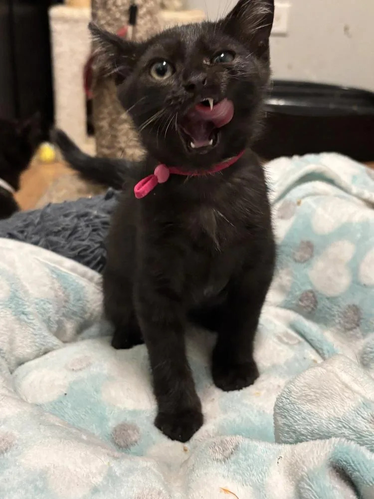 A baby small-sized female Black & White / Tuxedo Domestic Short Hair cat named Victoria for adoption in Palatine, IL