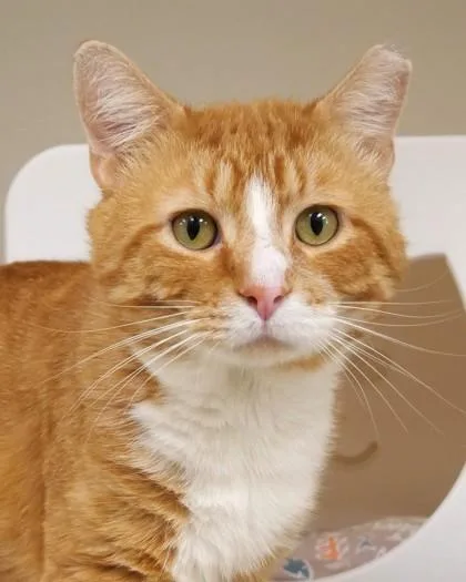 A young medium-sized male Domestic Short Hair cat named Rango for adoption in Fishers, IN