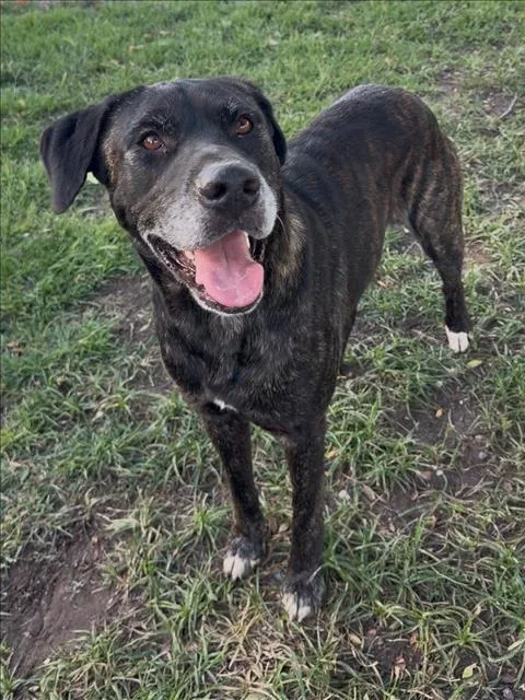 An adult large-sized male Labrador Retriever dog named Trace for adoption in Conroe, TX