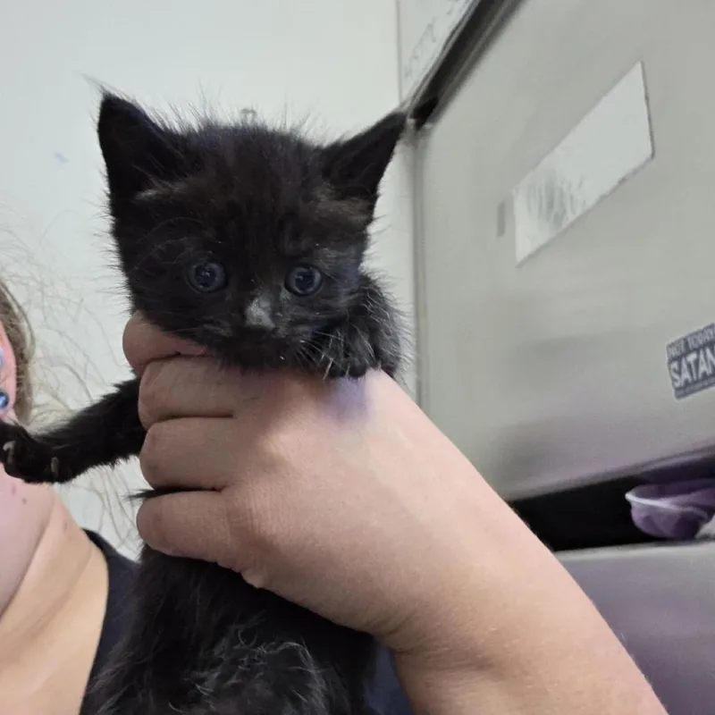 A baby small-sized female Domestic Short Hair cat named Star for adoption in Tacoma, WA