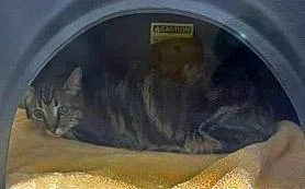 An adult medium-sized female Domestic Short Hair cat named Zelda for adoption in Fishers, IN