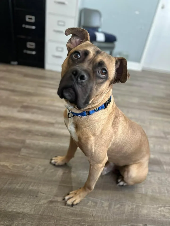 A young medium-sized male American Staffordshire Terrier dog named Jack for adoption in Morocco, IN