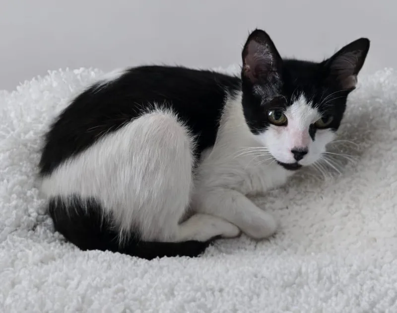 A baby medium-sized female Black Domestic Short Hair cat named Flora for adoption in miami, FL