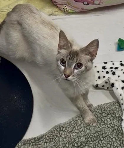 An adult small-sized female Domestic Short Hair cat named Aphrodite for adoption in West Chester, PA