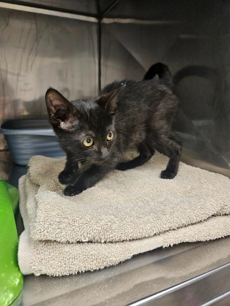 A baby medium-sized male Domestic Short Hair cat named Merla Pearl for adoption in Mocksville, NC