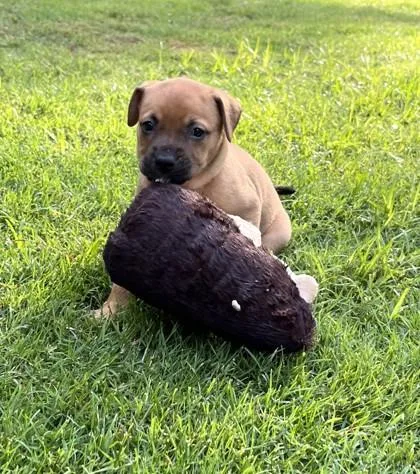 A baby small-sized female Shepherd dog named Raven for adoption in Cumming, GA